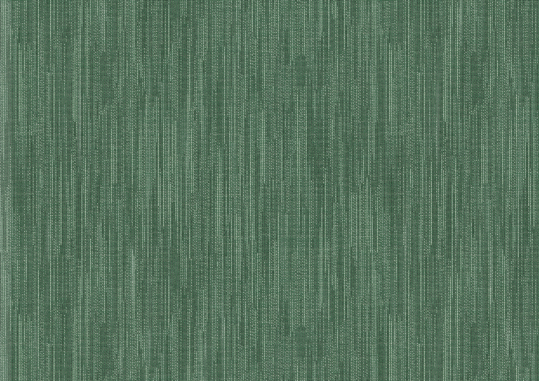 beech