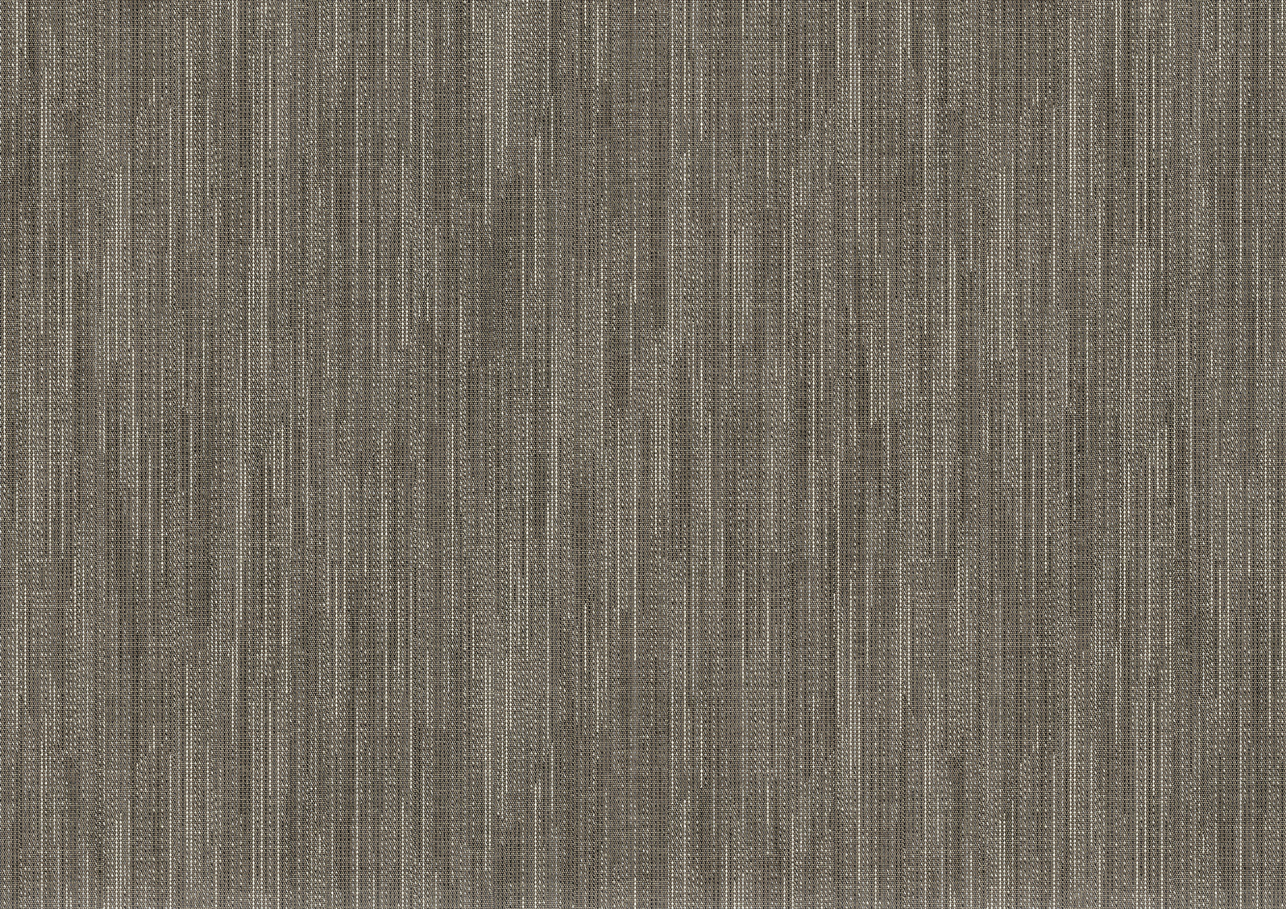 poplar